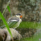 シジュウカラ幼鳥