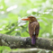 リュウキュウアカショウビン