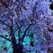 大宮駅西口～夜桜～