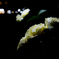 夜