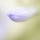 涼しさを求めて