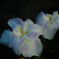 菖蒲