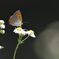 野の花にベニシジミ　　DSC_4885