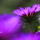 庭の花(ストケシア）
