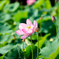 nikkor-Q C Auto135mm F2.8