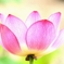 蓮の花（１）