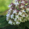 茶臼山 紫陽花１