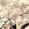 photo_1119406