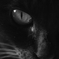 Black Cat