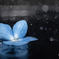 雨の紫陽花