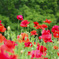 Shirley Poppy