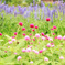 Fluffy Flowers