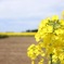菜の花畑