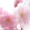 花桃
