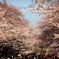 Cherry blossom 2011