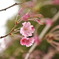 枝垂れ桜