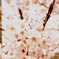 桜咲く日