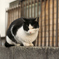 Mr.Mistoffelees?
