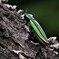 Jewel beetle