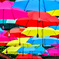 umbrella flower