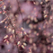 線香花火の枝