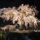円山公園　祇園枝垂桜　ライトアップ