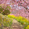 桜の道