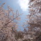 2011sakura
