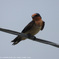 Pacific swallow