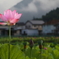 未だ覚めず蓮池の家々