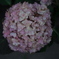 紫陽花苑