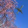 飛行機と桜