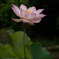 花灯り