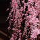春模様
