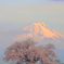 わに塚の桜
