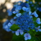 佐渡の紫陽花