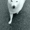 お犬様