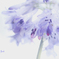 庭の花(アガパンサス）