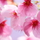 花見の春～土曜日の公園から