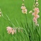 野に咲く花