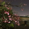 梅の花