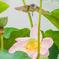 蓮華座の主
