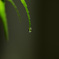 雫