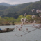 広沢池・桜