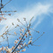 桜と空