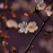 夜桜Ⅰ