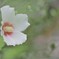 moist-flower