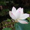 ハスの花@長谷寺