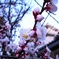 3月、桜2