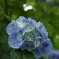 今年撮った紫陽花